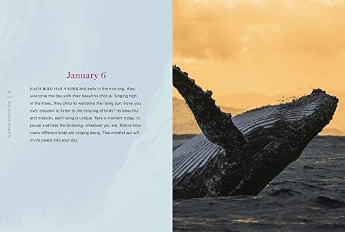 Sunrise Gratitude: 365 Morning Meditations for Joyful Days All Year Long (Volume 2) (Daily Gratitude, 2)