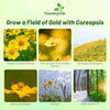 Outsidepride Lance-leaved Coreopsis Seeds - 1 lb. Perennial, Humidity & Drought Tolerant Flower Seeds for Planting Clumping Vibrant Golden Blooms, Ideal for Xeriscaping and Low Maintenance Gardens