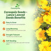 Outsidepride Lance-leaved Coreopsis Seeds - 1 lb. Perennial, Humidity & Drought Tolerant Flower Seeds for Planting Clumping Vibrant Golden Blooms, Ideal for Xeriscaping and Low Maintenance Gardens