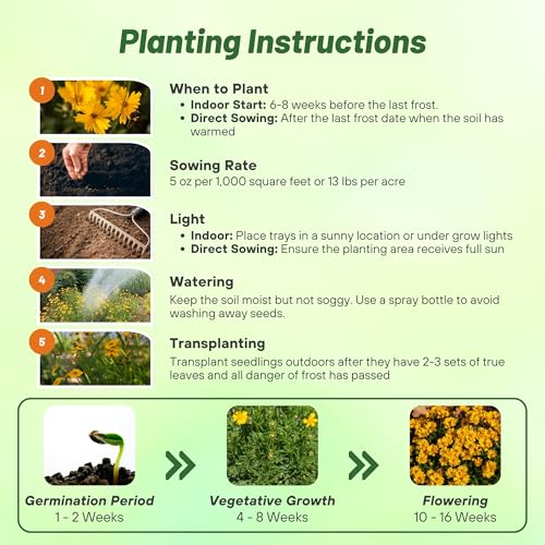 Outsidepride Lance-leaved Coreopsis Seeds - 1 lb. Perennial, Humidity & Drought Tolerant Flower Seeds for Planting Clumping Vibrant Golden Blooms, Ideal for Xeriscaping and Low Maintenance Gardens