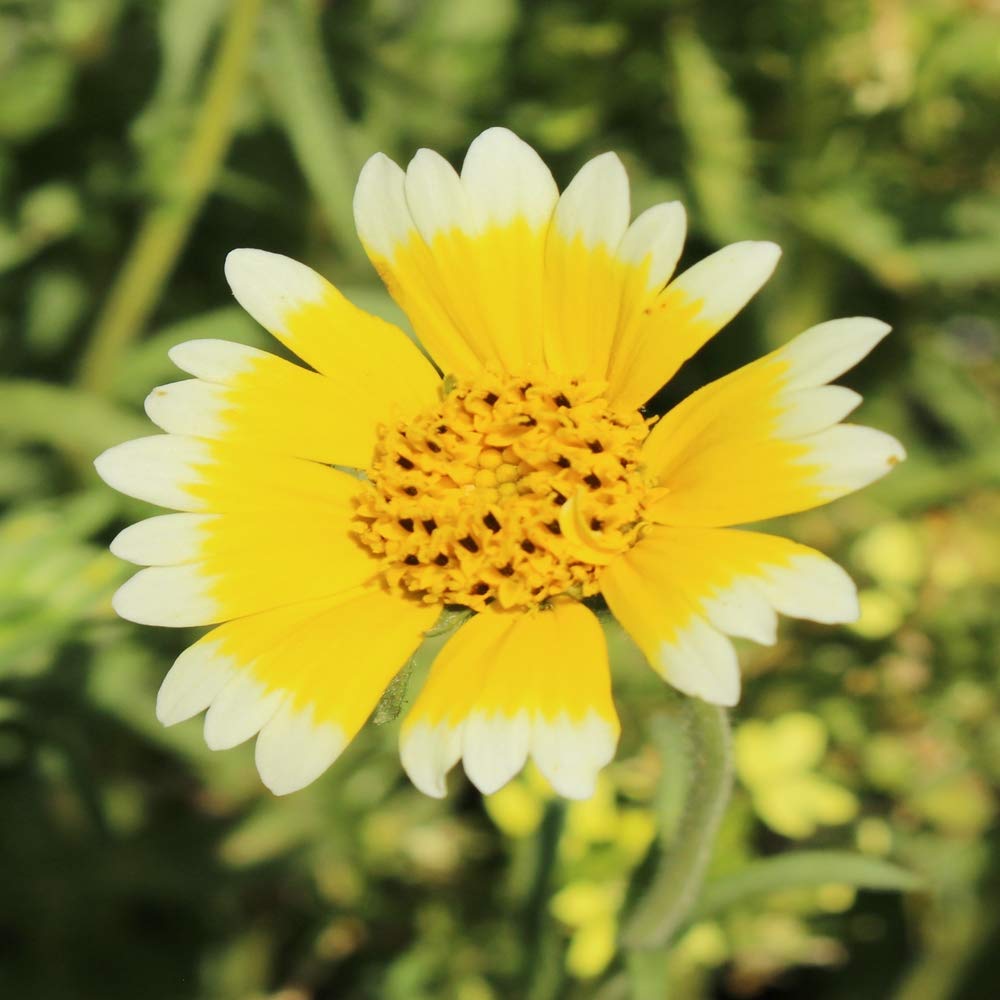 Outsidepride Tidy Tips Seeds - 5000 Pcs Annual Dazzling Golden-Yellow & White Blooms, Drought Tolerant, Self-Seeding, Ideal for Rock Gardens, Flower Boxes, Borders, Xeriscape & Low-Water Landscapes
