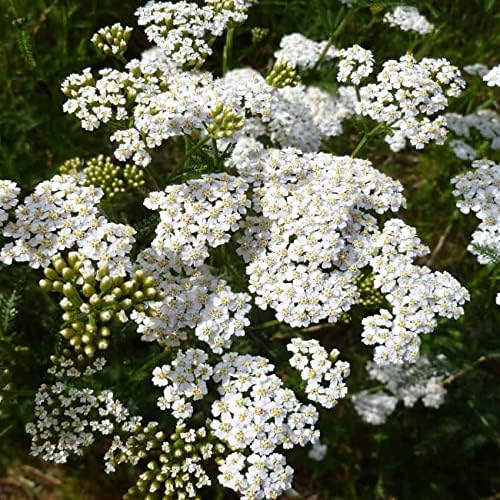 Outsidepride Achillea Millefolium Wild White Yarrow Seeds - 5 Lbs. Perennial Flower Seeds, Drought Resistant, Low Maintenance & Easy Planting for Beautiful Garden & Fireflies Attraction