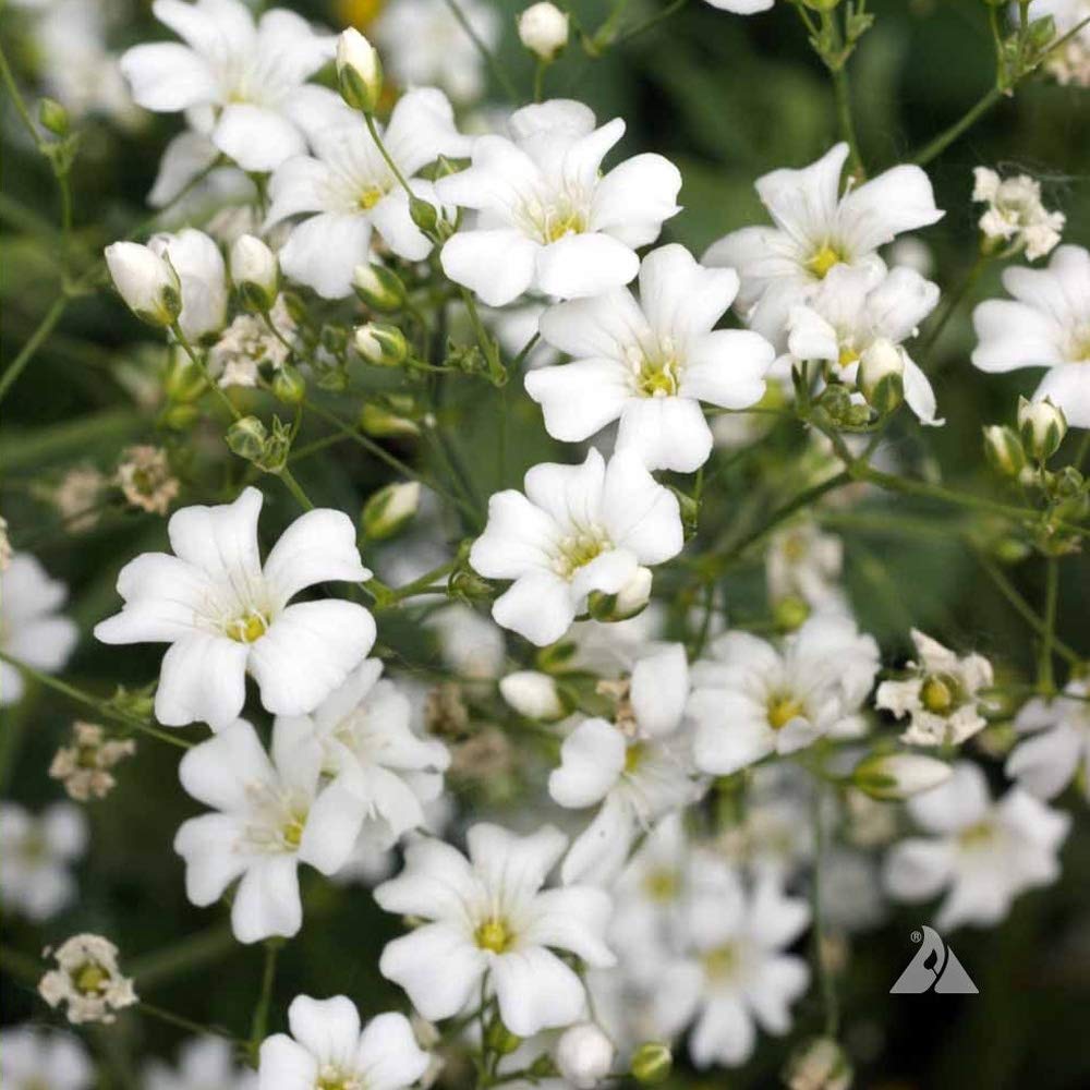 Outsidepride Gypsophila White Baby's Breath Seeds - 5000 Pcs. Annual Hardy, Easy to Grow & Drought Tolerant Wild Flower Seeds for Planting Vibrant Blooms in Pollinator Gardens & Floral Arrangements