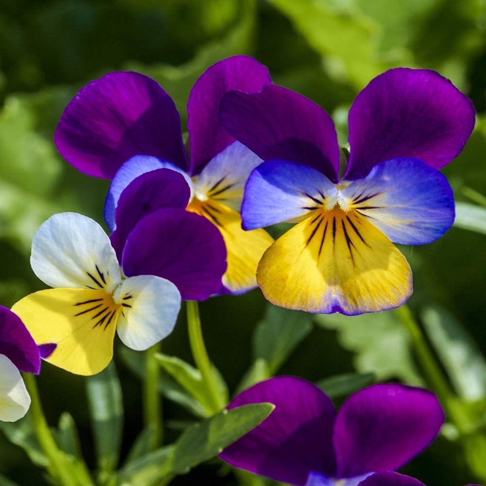 Outsidepride Johnny Jump Up Viola Wild Flower Seeds - 1/8 lb Easy-to-Grow, Compact & Hardy Perennial Seeds for Planting Outdoors, Ideal for Pollinators, Garden Beds, Containers, & Hanging Baskets