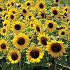 Outsidepride Dwarf Sunspot Sunflower Seeds for Planting - 1 Lb. Annual, Easy to Grow Flower Seeds w/Vibrant, Abundant Blooms for Cut Flower Arrangements & Pollinator & Vegetable Gardens