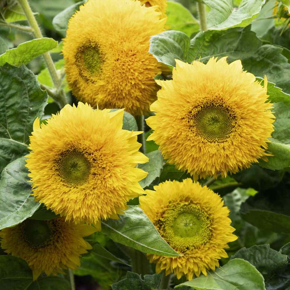 Outsidepride Dwarf Sungold Sunflower Seeds for Planting - 1 Lb. Annual, Easy to Grow Flower Seeds w/Vibrant, Abundant Blooms for Cut Flower Arrangements & Pollinator & Vegetable Gardens