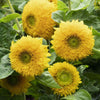Outsidepride Dwarf Sungold Sunflower Seeds for Planting - 1 Lb. Annual, Easy to Grow Flower Seeds w/Vibrant, Abundant Blooms for Cut Flower Arrangements & Pollinator & Vegetable Gardens