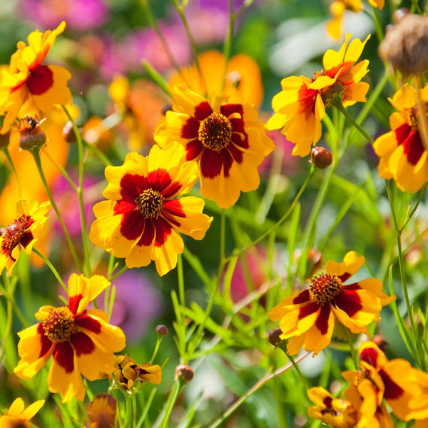 Outsidepride Plains Coreopsis Seeds - 1/4 lb. Annual, Drought & Humidity Tolerant, Flower Seeds for Planting Vibrant Bicolored Blooms, Ideal for Xeriscaping and Low Maintenance Gardens