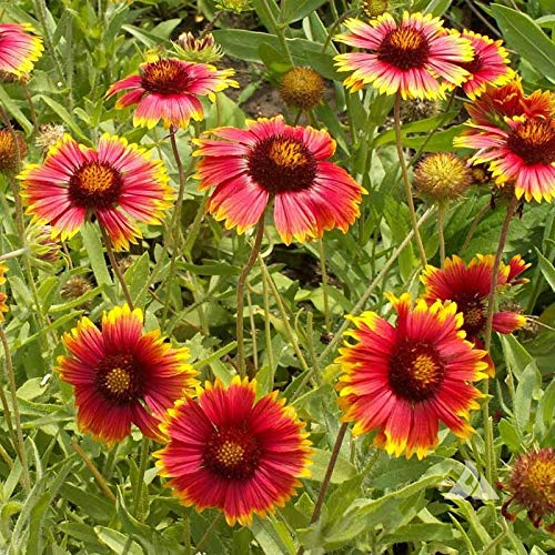 Outsidepride Gaillardia Aristata Red Blanket Flower Seeds for Planting - 1 lb Perennial Wildflower Seeds, Drought-Tolerant for Xeriscaping, Borders, Pollinator Gardens, or Wildflower Mixes