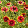Outsidepride Gaillardia Aristata Red Blanket Flower Seeds for Planting - 1 lb Perennial Wildflower Seeds, Drought-Tolerant for Xeriscaping, Borders, Pollinator Gardens, or Wildflower Mixes