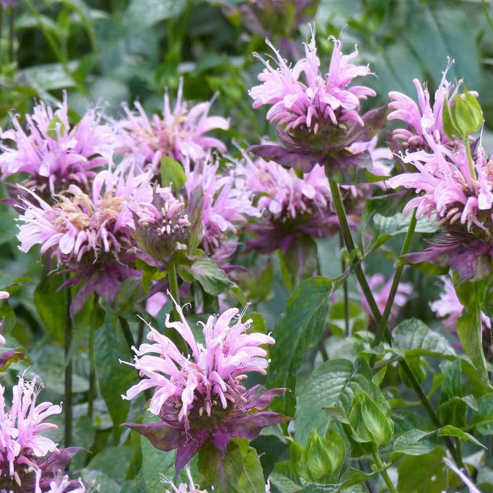 Outsidepride Wild Bergamot Seeds - 1000 Pcs Perennial, Easy to Grow & Pollinator Friendly Monarda Fistulosa Flower Seeds for Planting Aromatic Leaves & Edible Blooms, Ideal for Teas & Potpourri