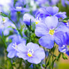 Outsidepride Blue Flax Seeds - 1 lb Perennial Flower Seeds for Planting, Self-Seeding, Drought-Tolerant w/Compact Growth, Ideal for Small Gardens, Meadows, Borders, or Mass Plantings