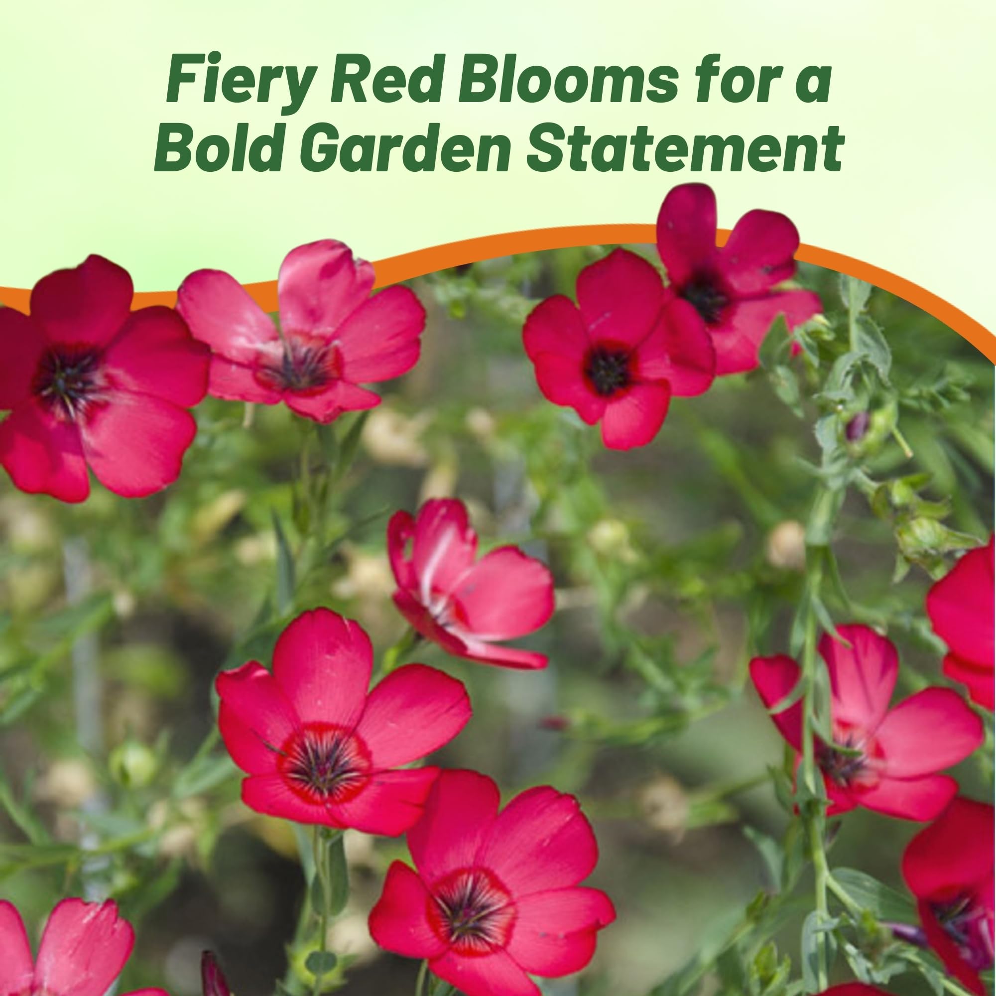Outsidepride Scarlet Flax Seeds - 1/4 lb Annual Flower Seeds for Planting, Self-Seeding, Drought-Tolerant w/Compact Growth, for Small Gardens, Meadows, Borders, or Mass Plantings