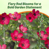 Outsidepride Scarlet Flax Seeds - 1/4 lb Annual Flower Seeds for Planting, Self-Seeding, Drought-Tolerant w/Compact Growth, for Small Gardens, Meadows, Borders, or Mass Plantings