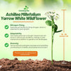 Outsidepride Achillea Millefolium Wild White Yarrow Seeds - 5 Lbs. Perennial Flower Seeds, Drought Resistant, Low Maintenance & Easy Planting for Beautiful Garden & Fireflies Attraction