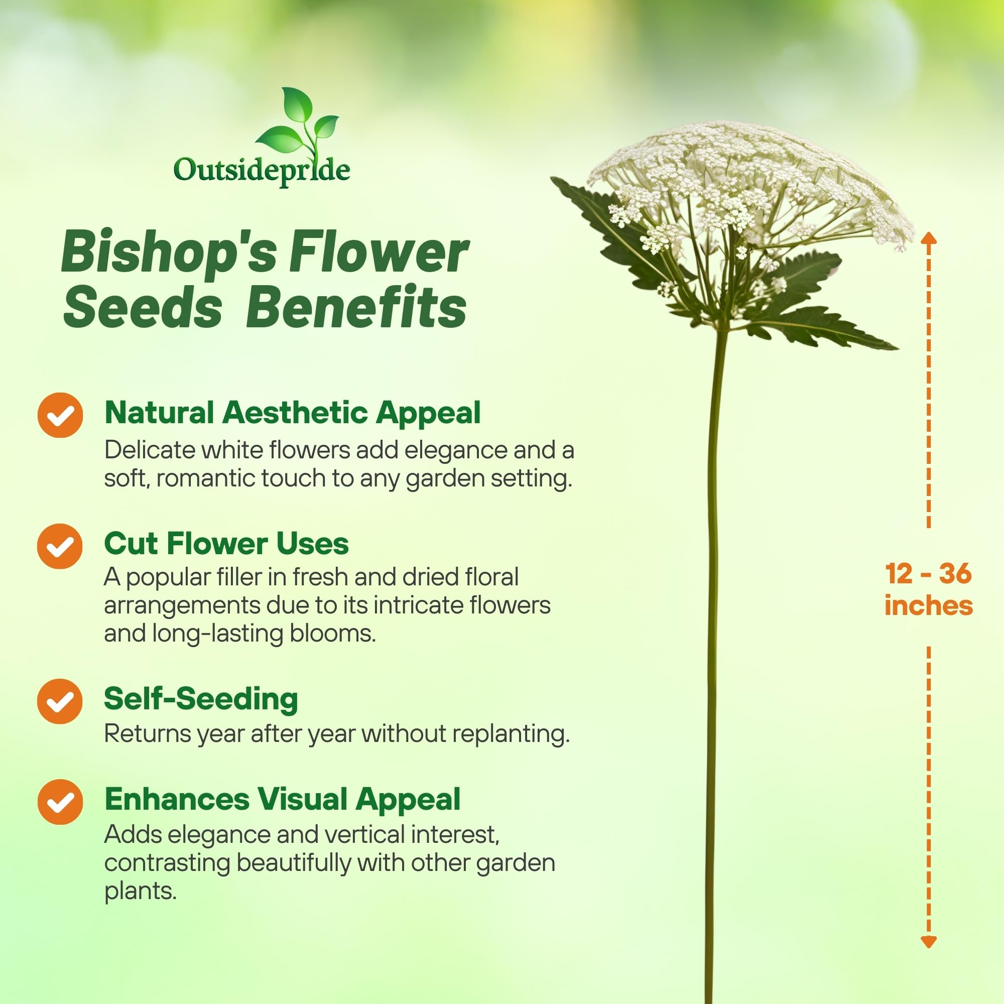 Outsidepride Ammi Majus Bishop's Flower Seeds - 1/4 Lb. Annual, Drought Tolerant, Easy to Grow Queen Anne’s White Lace Flower Seeds for Pollinator Gardens, Elegant Borders & Cut Flowers