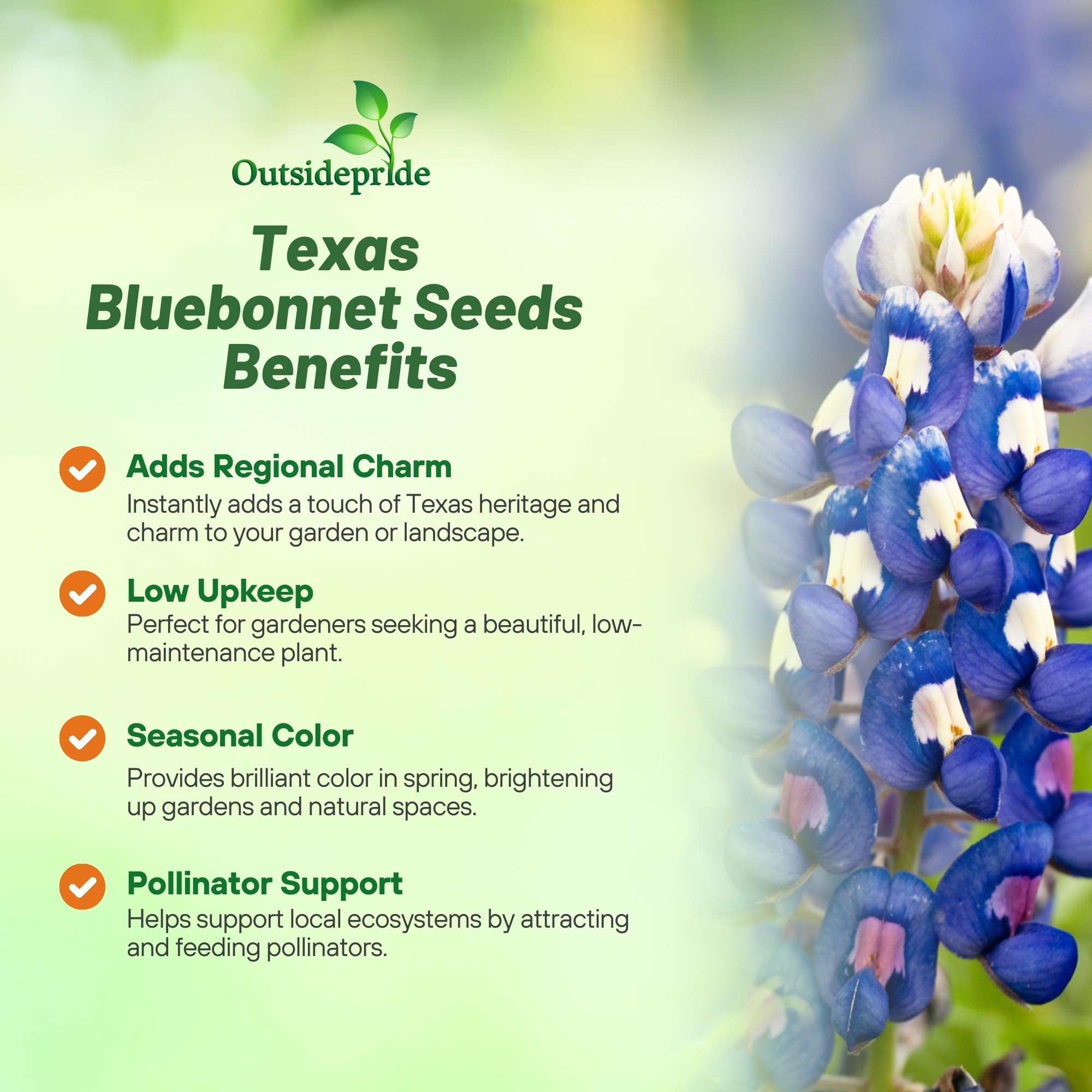 Outsidepride Texas Bluebonnet Seeds - 1 lb. Annual Lupinus Texensis, Heirloom Quality, Drought-Tolerant Wildflower Seeds w/Blue Blooms for Vibrant Spring Displays, Landscape, & Attracts Pollinators
