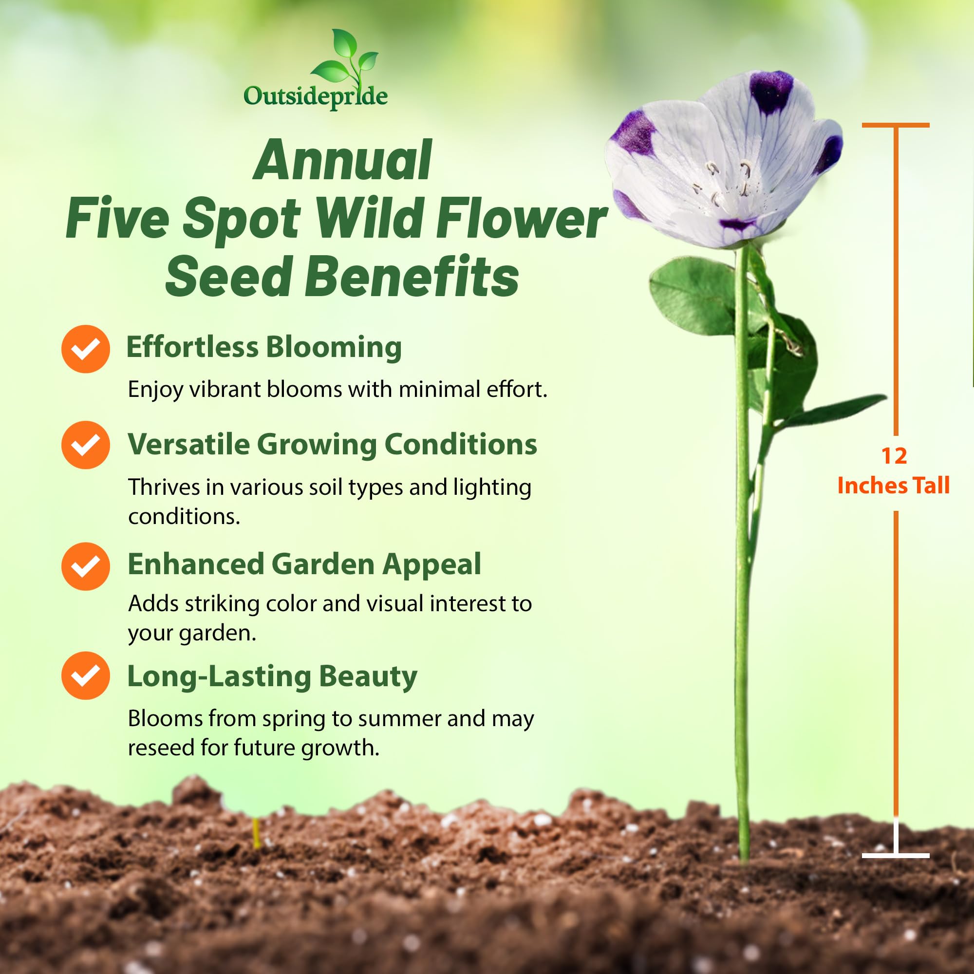 Outsidepride Nemophila Five Spot Annual Flower Seeds - 1/4 Lb. Fast-Growing, Hardy & Self-Seeding Wildflower Seeds for Planting Vibrant Garden Flowers, Easy Blooms for Pollinator Gardens & Baskets