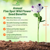 Outsidepride Nemophila Five Spot Annual Flower Seeds - 1/4 Lb. Fast-Growing, Hardy & Self-Seeding Wildflower Seeds for Planting Vibrant Garden Flowers, Easy Blooms for Pollinator Gardens & Baskets