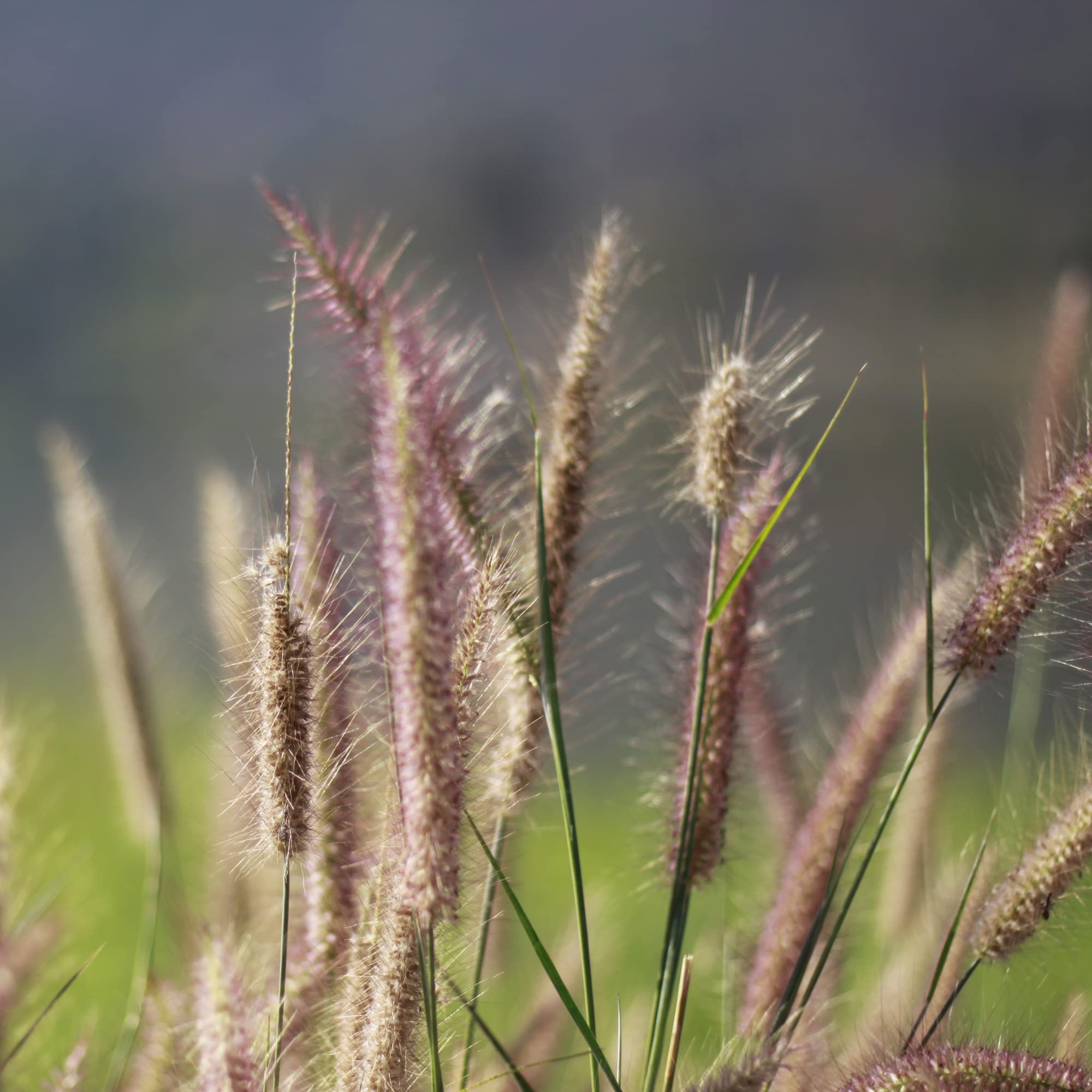 Outsidepride Perennial Northeast Native Grass Seed Mix - 1 lb. Cold & Drought-Tolerant Warm & Cool Season Prairie Grass Seeds for Xeriscaping, Erosion Control, Wildlife Support, & Pollinator Habitats