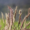 Outsidepride Perennial Northeast Native Grass Seed Mix - 1 lb. Cold & Drought-Tolerant Warm & Cool Season Prairie Grass Seeds for Xeriscaping, Erosion Control, Wildlife Support, & Pollinator Habitats