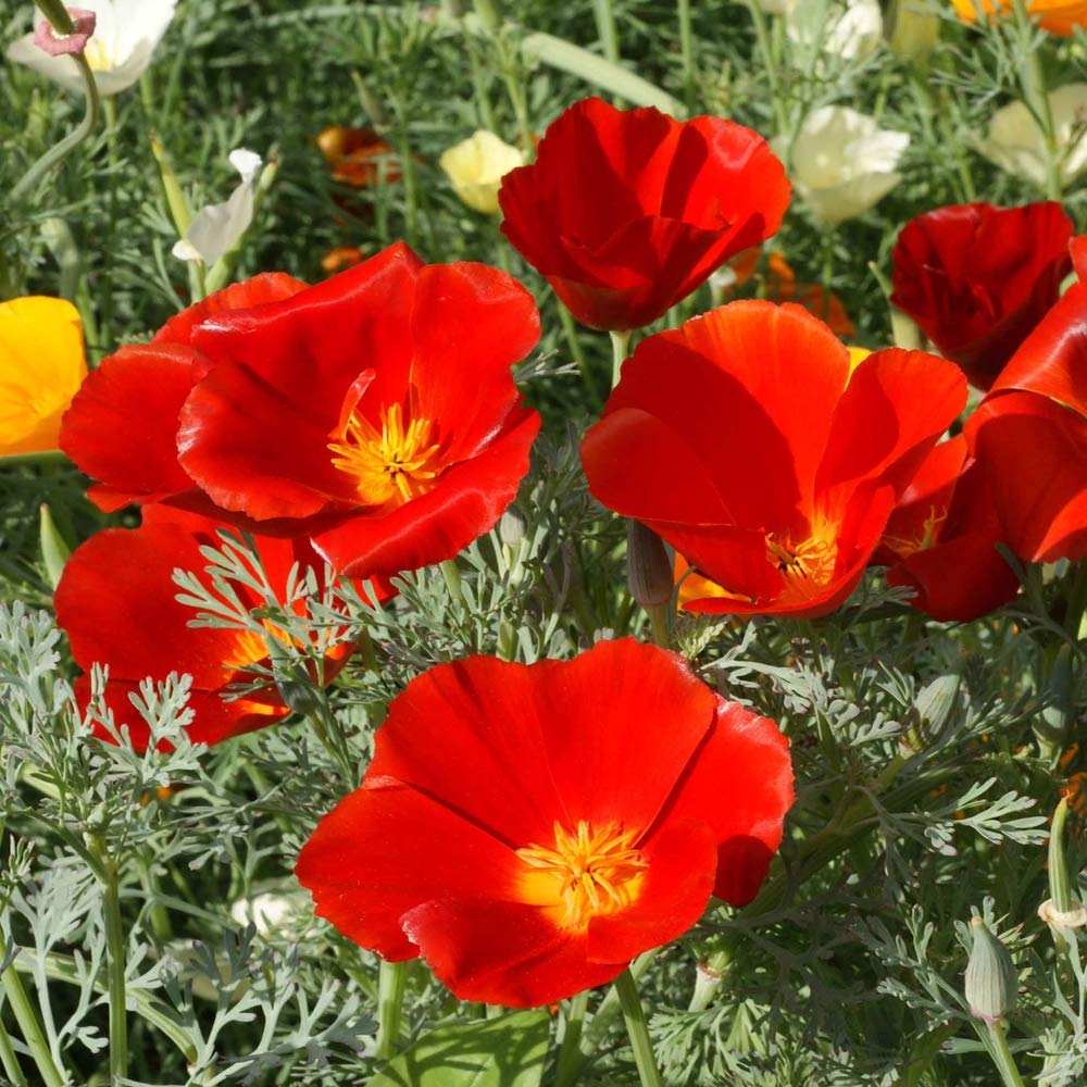 Outsidepride Red Chief California Poppy Seeds for Planting - 1/4 Lbs. Annual, Drought-Tolerant & Easy to Grow Wildflower Seeds with Vibrant Blooms for Landscaping, & Pollinator Garden