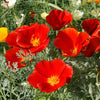 Outsidepride Red Chief California Poppy Seeds for Planting - 1/4 Lbs. Annual, Drought-Tolerant & Easy to Grow Wildflower Seeds with Vibrant Blooms for Landscaping, & Pollinator Garden