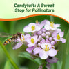 Outsidepride Wild Flower Candytuft Seeds - 1/4 lb. Annual Flower Seeds for Planting with Attractive Flowers, Easy to Grow & Drought Tolerant for Garden Ground Cover, Borders, & Edging
