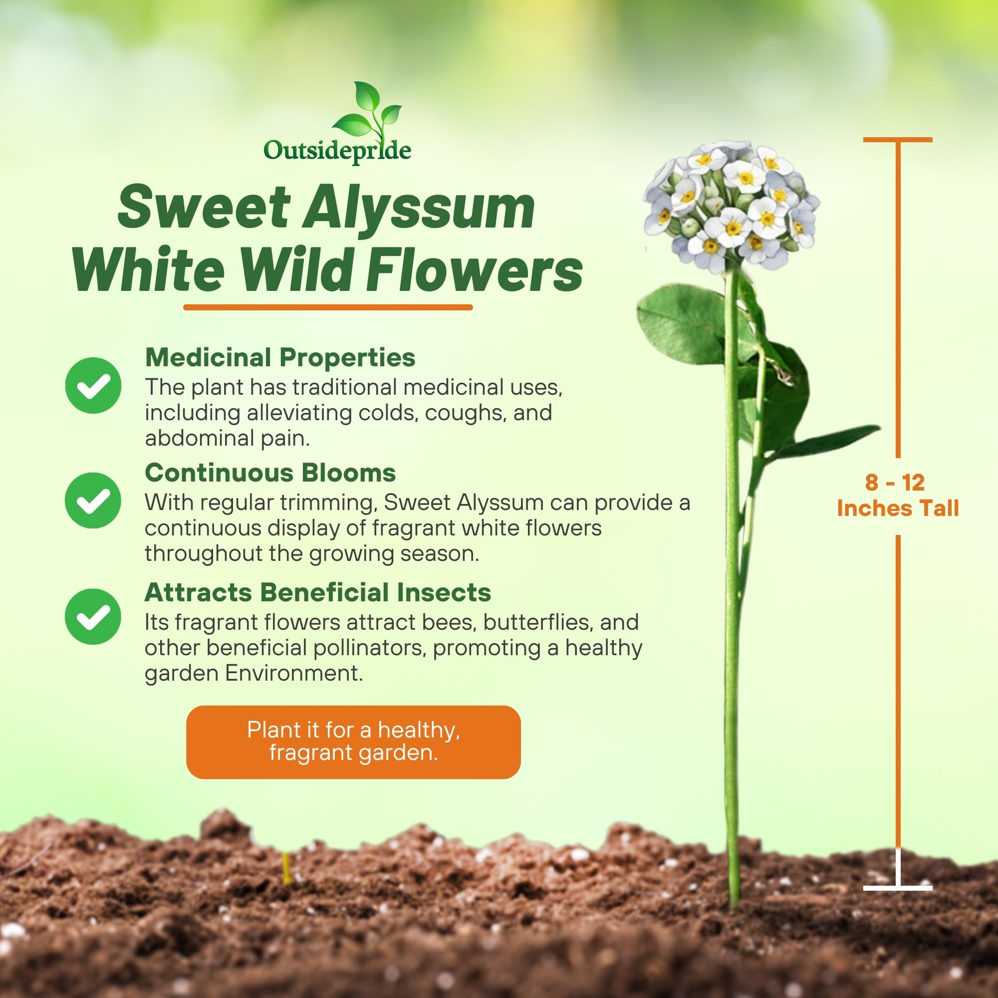 Outsidepride Perennial Sweet Alyssum Seeds - 1 lb. White Lobularia Maritima Seeds for Ground Cover, Pollinator-Friendly Gardens, Drought-Tolerant Landscaping, Easy-to-Grow in USDA Zones 7-9