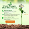 Outsidepride Perennial Sweet Alyssum Seeds - 1 lb. White Lobularia Maritima Seeds for Ground Cover, Pollinator-Friendly Gardens, Drought-Tolerant Landscaping, Easy-to-Grow in USDA Zones 7-9