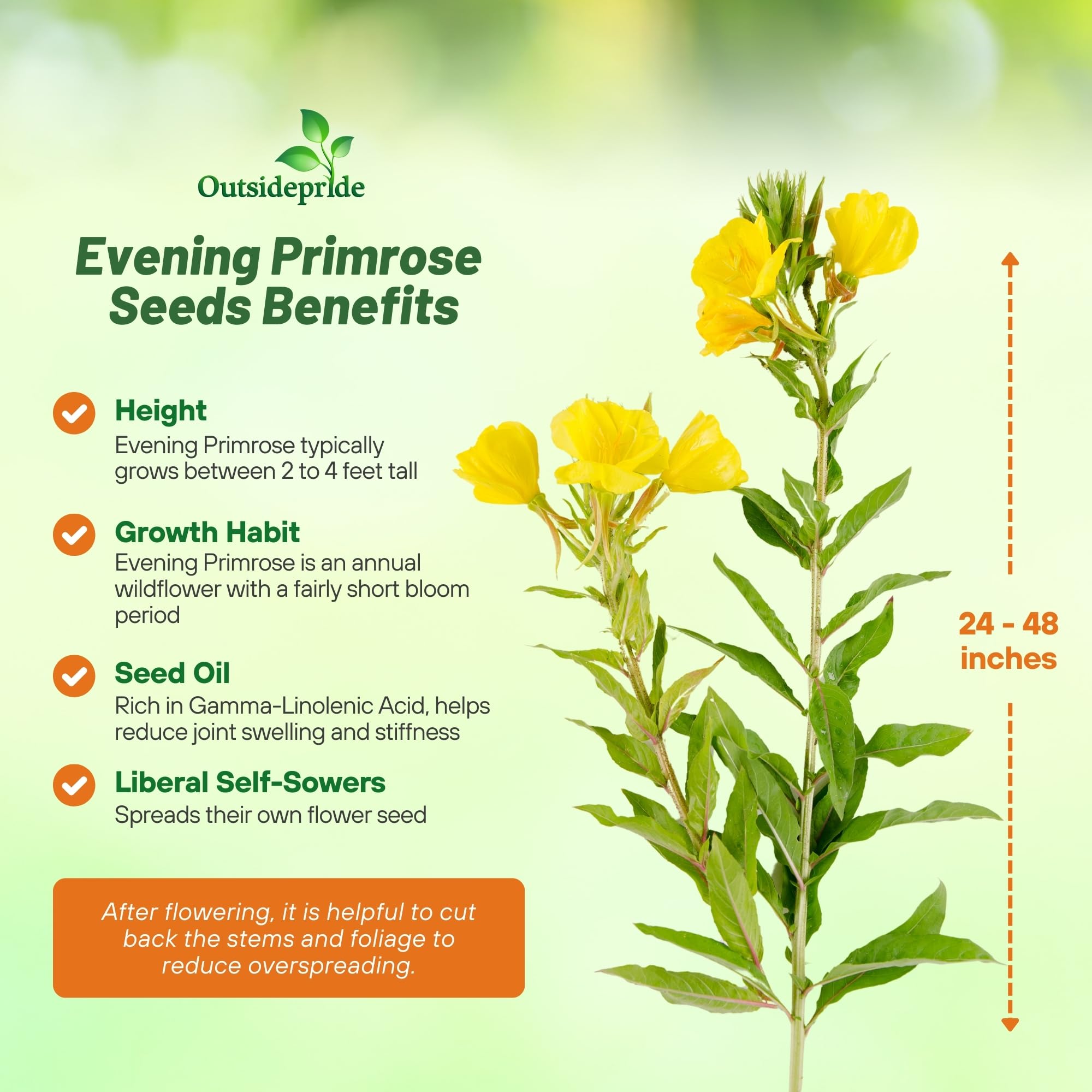 Outsidepride Evening Primrose Seeds - 1/4 Lb. Annual, Hardy, Easy to Grow & Low Maintenance Flower Seeds for Planting Vibrant Soft Yellow Blooms, for Containers, Borders & Erosion Control