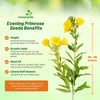 Outsidepride Evening Primrose Seeds - 1/4 Lb. Annual, Hardy, Easy to Grow & Low Maintenance Flower Seeds for Planting Vibrant Soft Yellow Blooms, for Containers, Borders & Erosion Control
