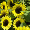 Outsidepride Lemon Queen Sunflower Seeds for Planting - 1/4 Lb. Annual, Easy to Grow Flower Seeds w/Vibrant, Abundant Blooms for Cut Flower Arrangements & Pollinator & Vegetable Gardens