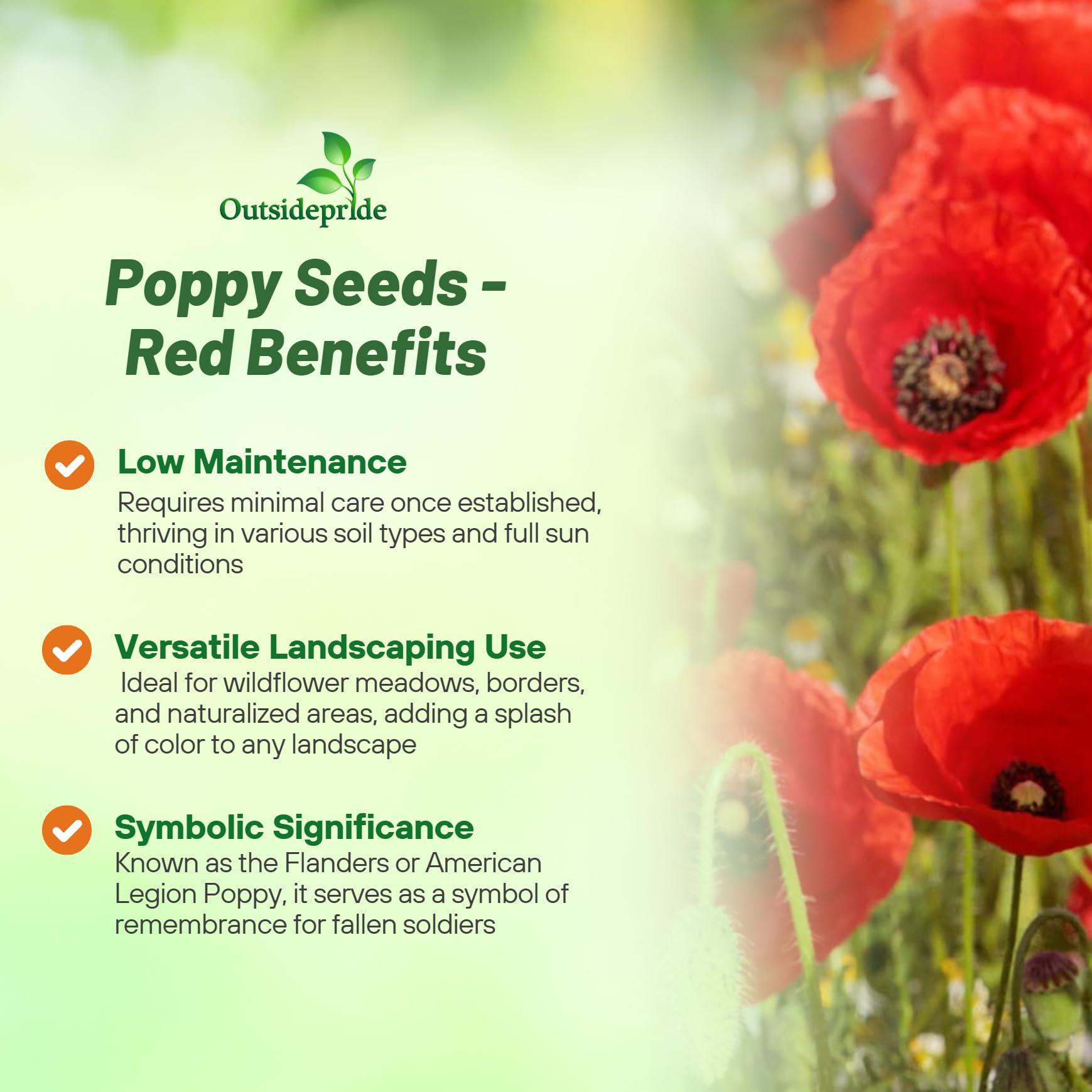 Outsidepride Red Poppy Seeds for Planting - 1/4 lb. Annual, Drought-Tolerant & Easy to Grow Wildflower Seeds with Vibrant Red Blooms for Landscaping, & Pollinator Garden