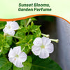 Outsidepride White Four O'clock Flower Seeds - 1/4 lb Perennial Fragrant, Trumpet-Shaped Blooms, Deer-Proof & Easy to Grow, for Pollinator & Evening Gardens, Containers, Hedges, or Borders