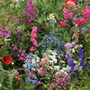 Outsidepride Partial Shade Wild Flower Seed Mix for All States - 5 lbs. Premium Blend of Annual & Perennial Wildflowers, Perfect for Partial Shade Areas, & Outdoor Planting for Gardens & Lawns