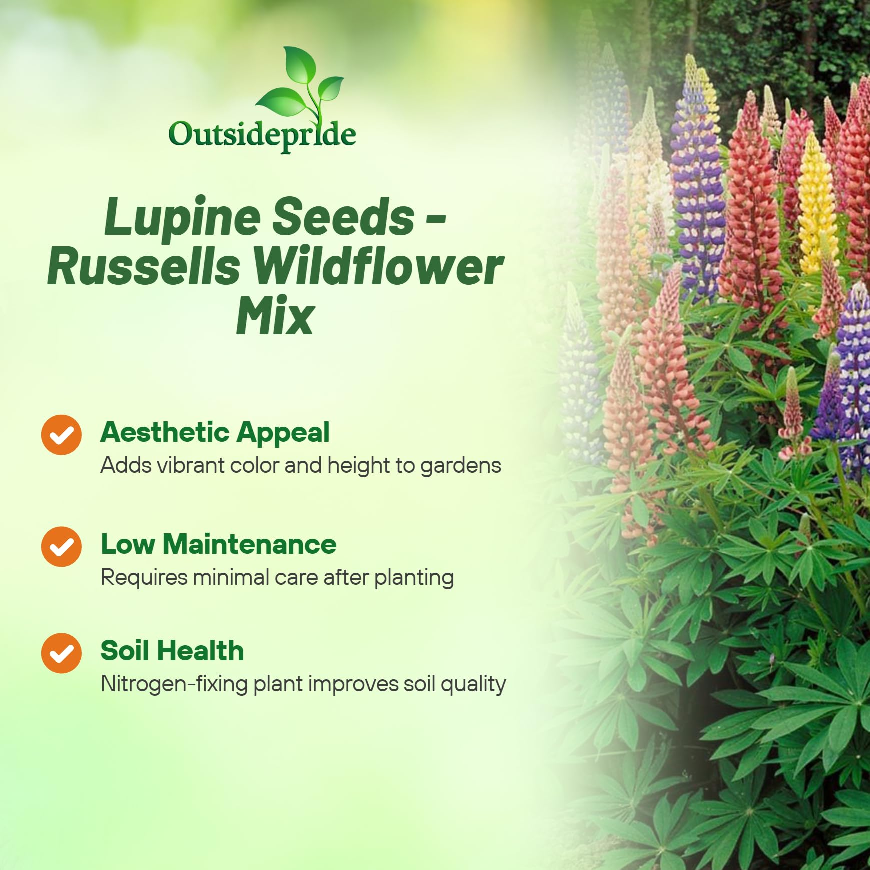 Outsidepride Mixed Russells Lupine Seeds - 1/4 Lb. Perennial, Self-Sowing, Cold Hardy & Frost Tolerant Wildflower Seeds for Fall Planting, Ideal for Attracting Pollinators & Hummingbirds