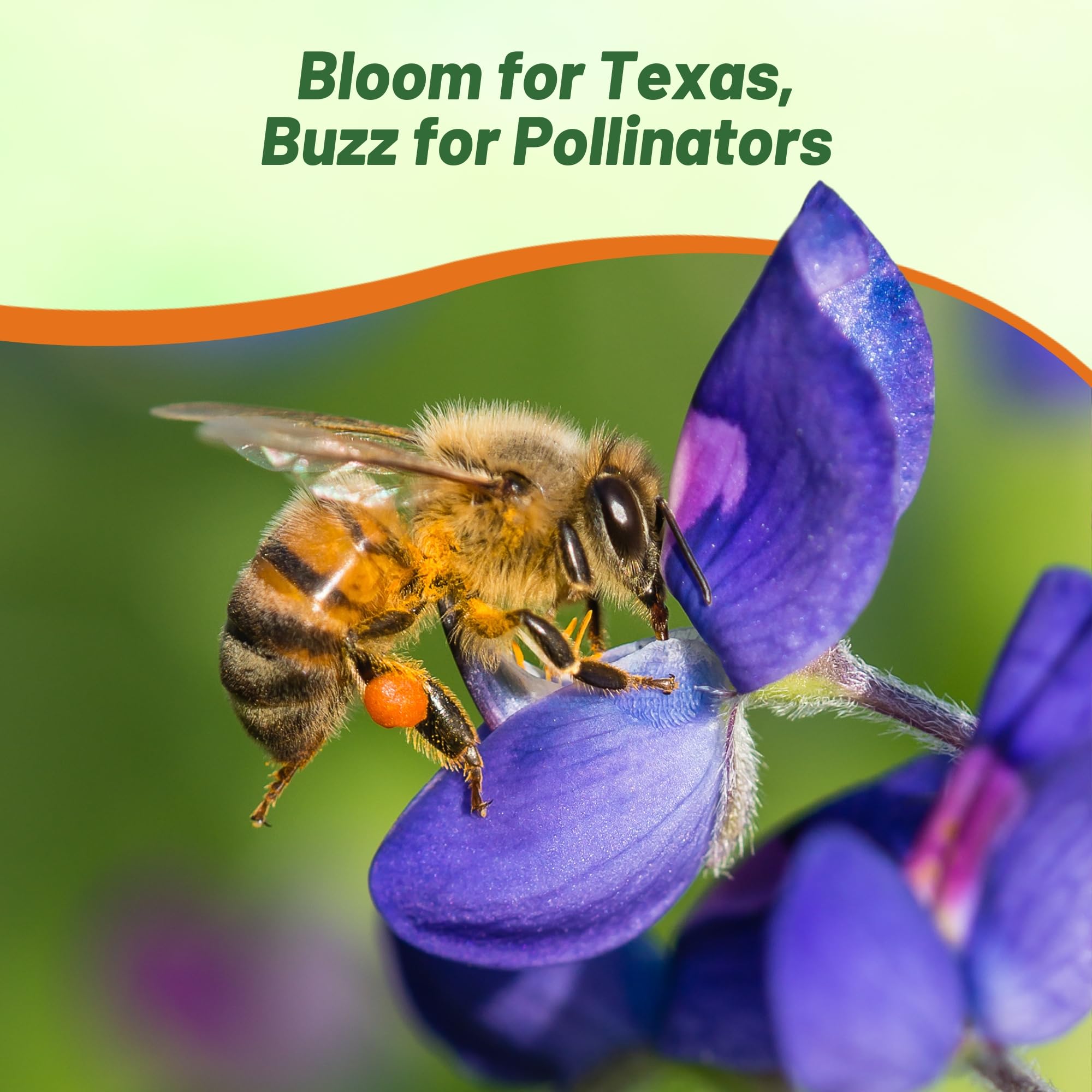 Outsidepride Texas Bluebonnet Seeds - 1 lb. Annual Lupinus Texensis, Heirloom Quality, Drought-Tolerant Wildflower Seeds w/Blue Blooms for Vibrant Spring Displays, Landscape, & Attracts Pollinators