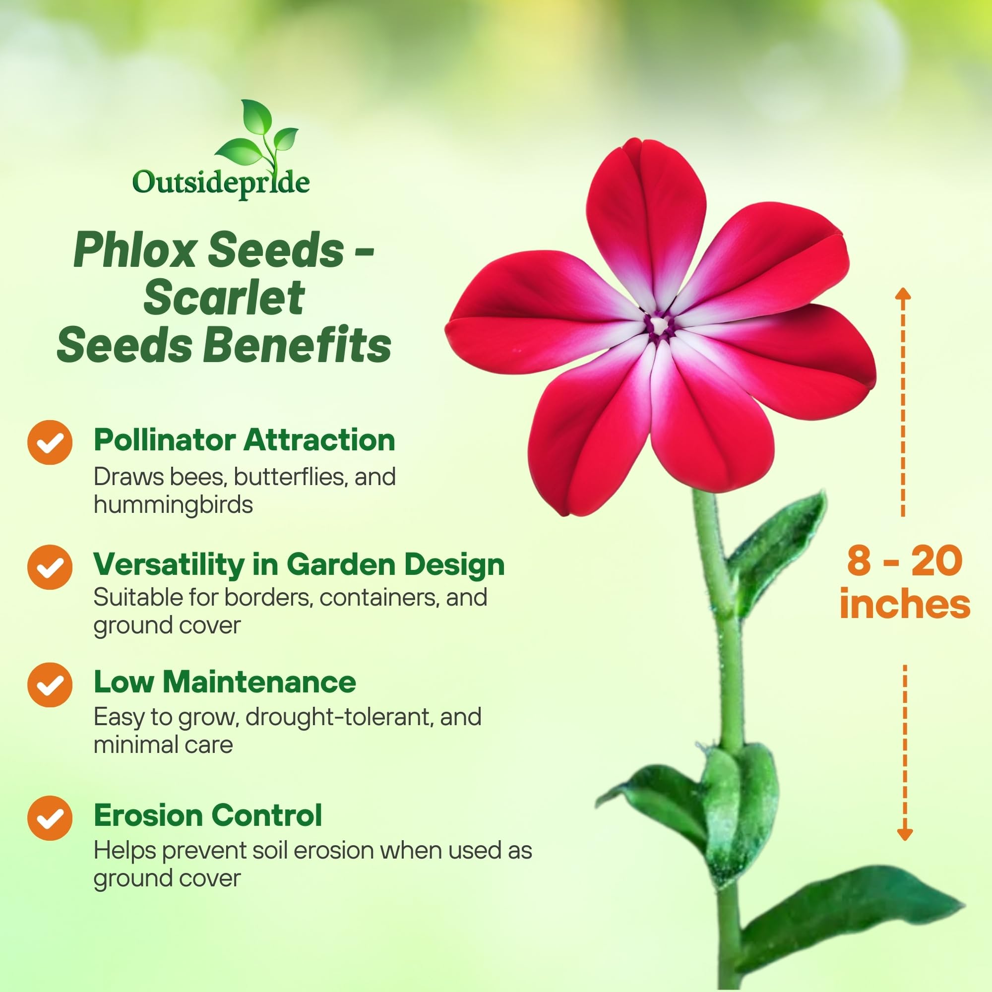 Outsidepride Scarlet Phlox Seeds - 1/2 lb. Annual, Compact & Self-Seeding Flower Seeds for Planting Vibrant Rose-Red Blooms in Pollinator Gardens, Borders, Containers & Floral Arrangements