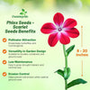 Outsidepride Scarlet Phlox Seeds - 1/2 lb. Annual, Compact & Self-Seeding Flower Seeds for Planting Vibrant Rose-Red Blooms in Pollinator Gardens, Borders, Containers & Floral Arrangements
