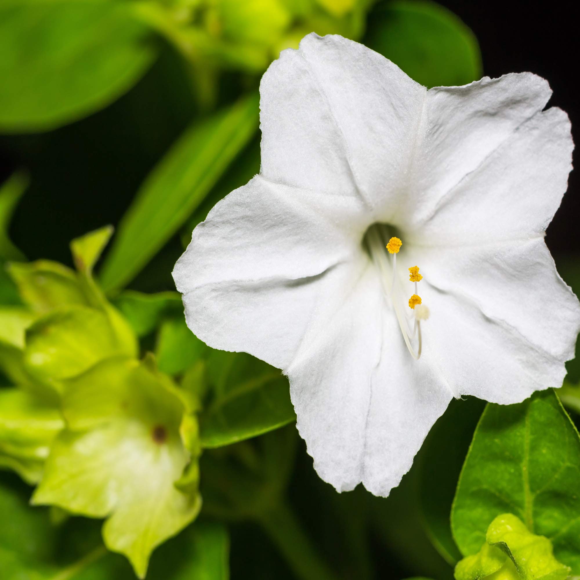 Outsidepride White Four O'clock Flower Seeds - 1/4 lb Perennial Fragrant, Trumpet-Shaped Blooms, Deer-Proof & Easy to Grow, for Pollinator & Evening Gardens, Containers, Hedges, or Borders