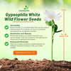 Outsidepride Gypsophila White Baby's Breath Seeds - 5000 Pcs. Annual Hardy, Easy to Grow & Drought Tolerant Wild Flower Seeds for Planting Vibrant Blooms in Pollinator Gardens & Floral Arrangements
