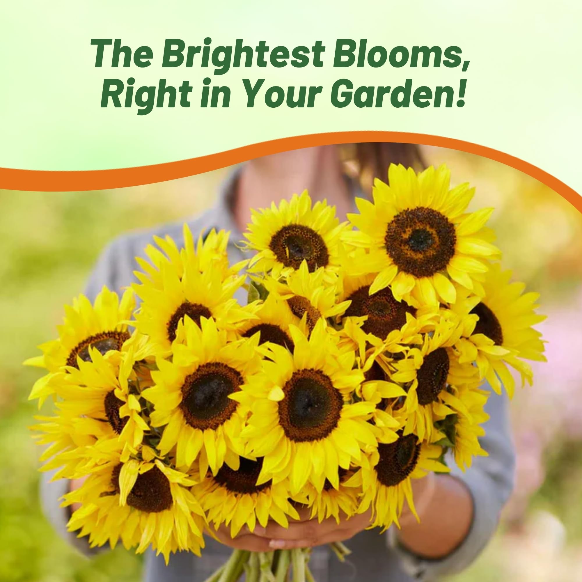 Outsidepride Dwarf Sunspot Sunflower Seeds for Planting - 1 Lb. Annual, Easy to Grow Flower Seeds w/Vibrant, Abundant Blooms for Cut Flower Arrangements & Pollinator & Vegetable Gardens