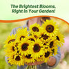 Outsidepride Dwarf Sunspot Sunflower Seeds for Planting - 1 Lb. Annual, Easy to Grow Flower Seeds w/Vibrant, Abundant Blooms for Cut Flower Arrangements & Pollinator & Vegetable Gardens