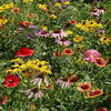 Outsidepride Midwest Wildflower Seed Mix - 5 Lbs Premium Blend of Annual & Perennial Native Wildflower Seeds for Midwestern States, Attracts Pollinators, Low-Maintenance, Ideal for Meadows & Gardens
