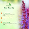 Outsidepride Sage Seeds - 1 lb. Perennial, Easy to Grow, Drought-Tolerant & Versatile Herb Seeds for Planting Aromatic & Vibrant Prickly Mauve Blooms, Great for Xeriscaping & Pollinator Gardens