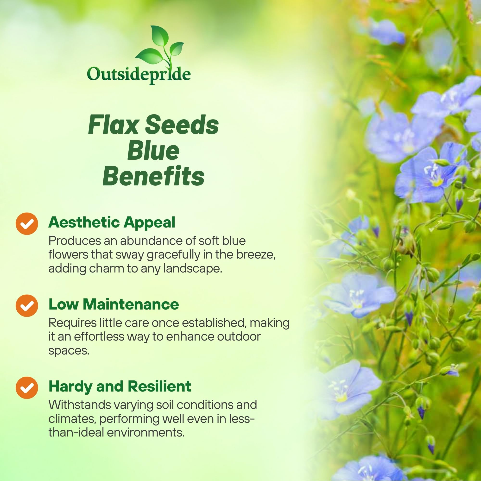 Outsidepride Blue Flax Seeds - 1 lb Perennial Flower Seeds for Planting, Self-Seeding, Drought-Tolerant w/Compact Growth, Ideal for Small Gardens, Meadows, Borders, or Mass Plantings