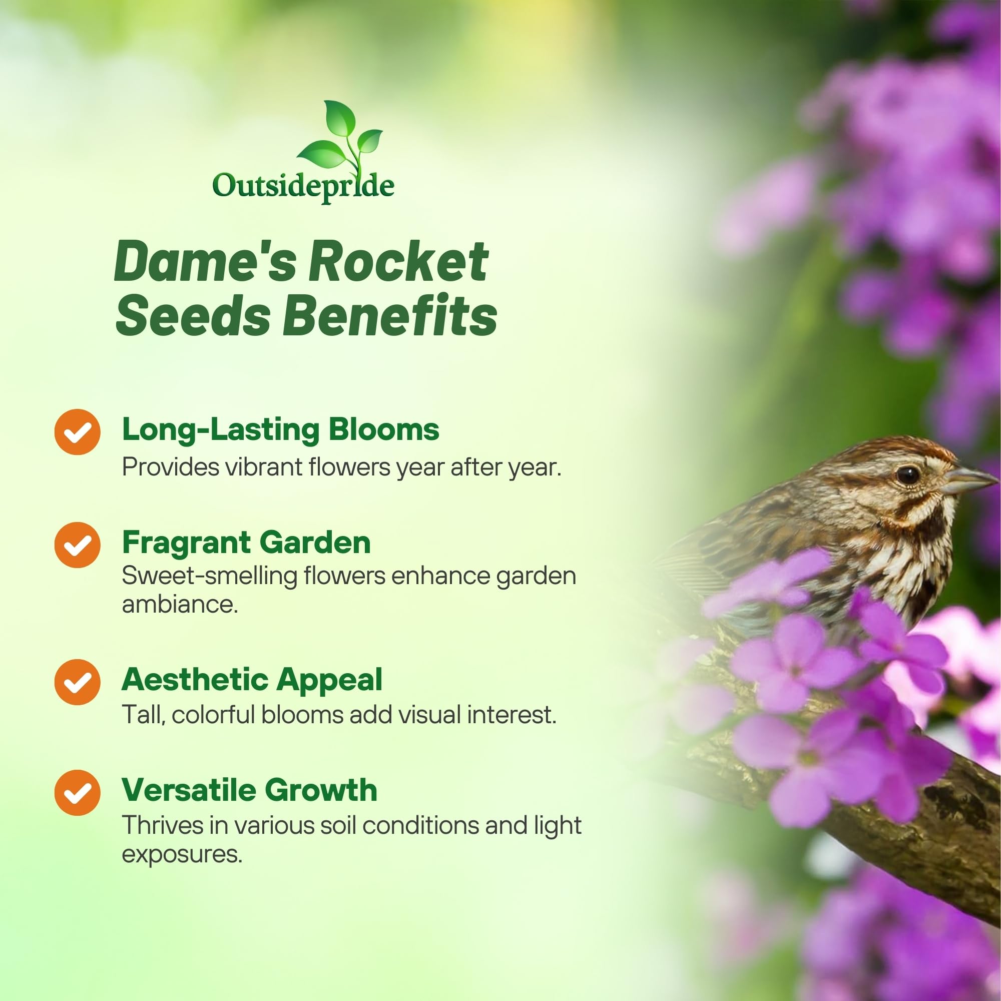 Outsidepride Dame's Rocket Flower Seeds - 1 Lb. Perennial, Easy to Grow, Deer Resistant & Self-Seeding Wildflower Seeds for Planting Vibrant and Fragrant Blooms in Pollinator & Butterfly Gardens
