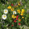 Outsidepride Northwest Wild Flower Seed Mix - 1 lb Premium Blend of Annual & Perennial Wildflower Seeds for Northwestern States - Ideal for Attracting Pollinators, Perfect for Garden Displays