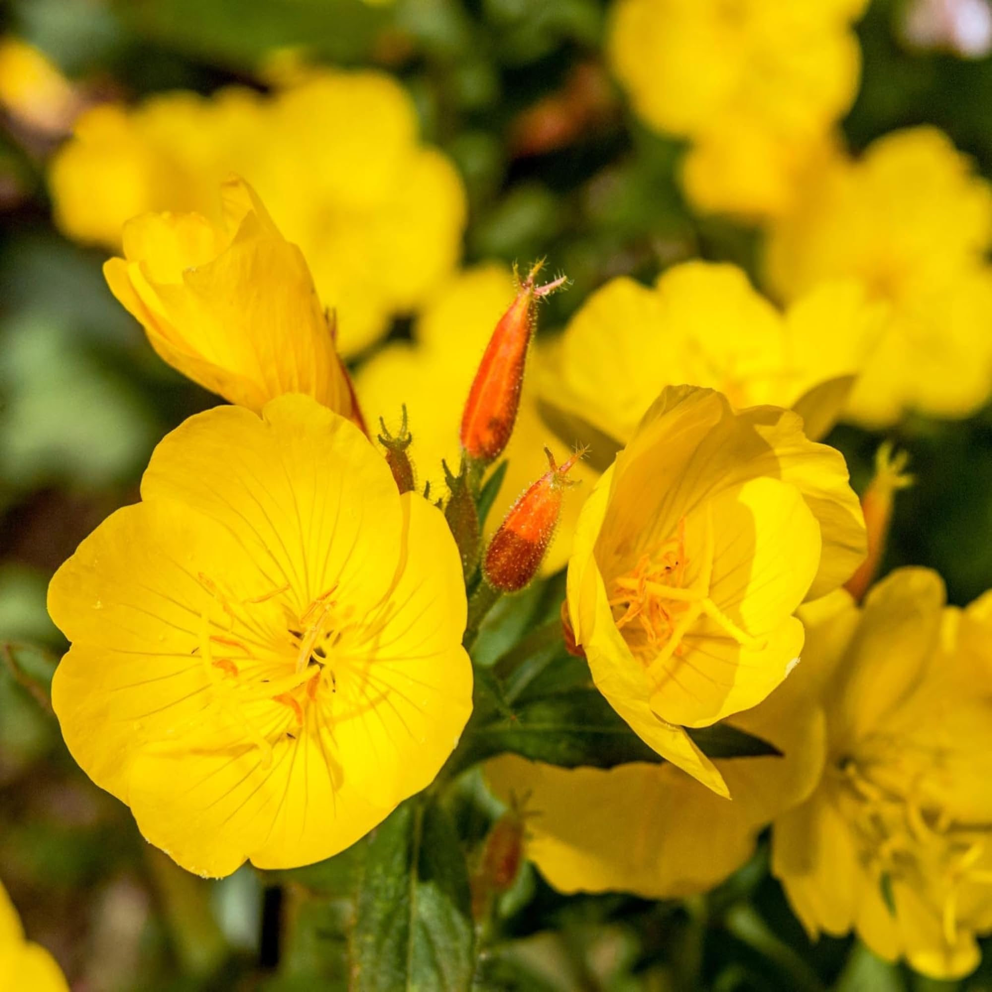 Outsidepride Evening Primrose Seeds - 1/4 Lb. Annual, Hardy, Easy to Grow & Low Maintenance Flower Seeds for Planting Vibrant Soft Yellow Blooms, for Containers, Borders & Erosion Control
